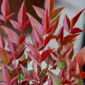 Nandina 'Obsessed'